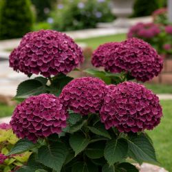 Гортензия крупнолистная Роялти Нингбо Пурпл (Hydrangea macrophylla Royalty Ningbo Purple)