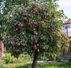 Слива Аутумн Гигант