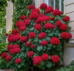 Гортензия крупнолистная Грин Шедоу (Hydrangea macrophylla Green Shadow)