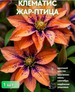 Клематис Жар-Птица