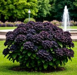 Гортензия крупнолистная Роялти Черный рыцарь (Hydrangea macrophylla Royalty Black Knight)
