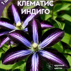 Клематис Индиго