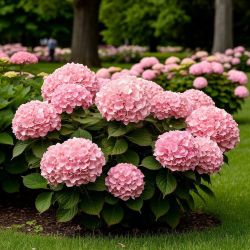 Гортензия крупнолистная Таблетенсия Пинк (Tabletensia Pink)