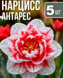 Нарцисс Антарес 5шт