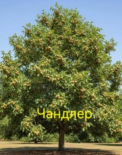 Орех грецкий Чандлер