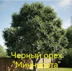 Орех чёрный Миннесота