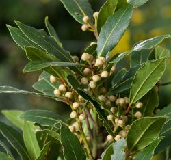 Лавр благородный Laurusnobilis