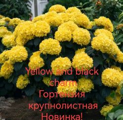 Гортензия крупнолистная Йеллоу энд Блэк Чарм (Hydrangea macrophylla Yellow and Black Charm)