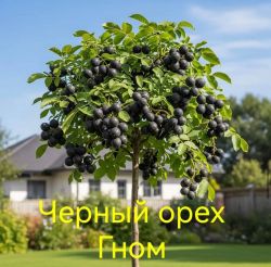 Орех чёрный Гном