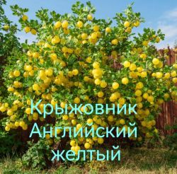 Крыжовник Английский жёлтый