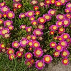 Делосперма КупераХот Пинк Вондер (DELOSPERMA cooperi Hot pink wonder)