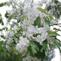 Гохерия Сноу Вайт