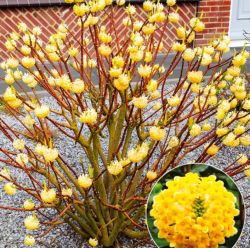 Эджвортия ПаперБуш (Edgeworthia paperbush)