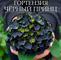 Гортензия крупнолистная Блэк Принц (Hydrangea macrophylla Black Prince)