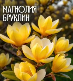 Магнолия Бруклин
