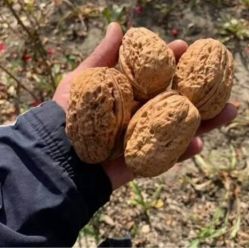 Орех грецкий Франкет
