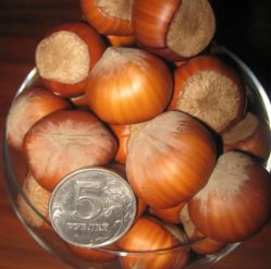 Фундук Веббс Прейснус (CORYLUS avellana  WEBB'S PRIZE COB/Webbs Preisnuss)