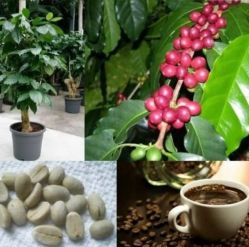 Кофейное дерево Coffee Arabica