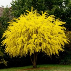 Акация Серебристая (Мимоза / Acacia dealbata)