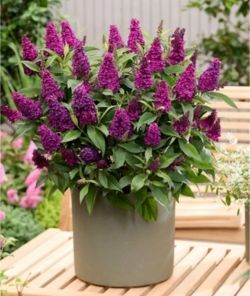 Буддлея Давида Баттерфлай Кенди Литл Манжента (Buddleja dav. Butterfly Candy®Little Magenta)