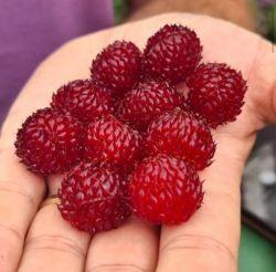 Малина Рубус Распберри Тауэр (Rubus Raspberry Tower)