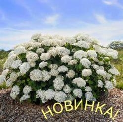 Гортензия древовидная Флауэр Вау (Hydrangea arborescens Flower WOW)