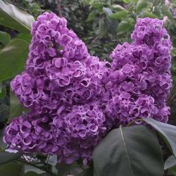 Сирень Академика Курчатова