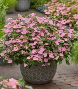 Гортензия вьющаяся Фёст Лав / Первая Любовь (Hydrangea scandens First Love)