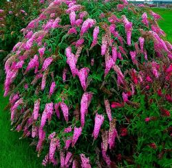 Буддлея карликовая Дарк Пинк (Dark pink Flutterby Petit)