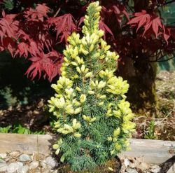 Ель канадская карликовая Сан он зе Скай (Picea glauca Sun on the Sky / Солнце на небе)