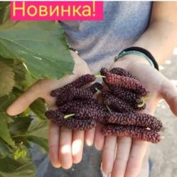 Шелковица крупноплодная Гигантский фрукт (Morus Giant Fruit)