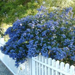 Цеанотус Конха (Ceanothus Concha)
