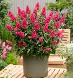 Буддлея карликовая Литтл Баблгам (Buddleja dav. Butterfly Candy®Little Bubblegum)