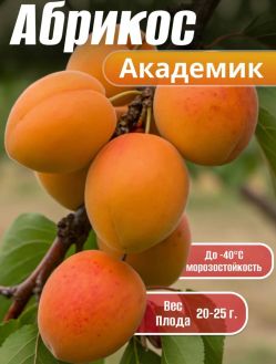 Абрикос Академик