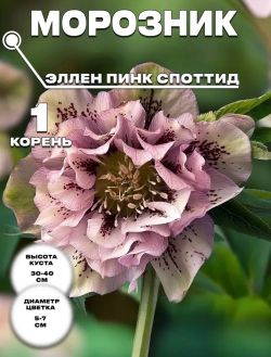 Морозник Дабл Эллен Пинк Споттид