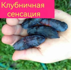 Жимолость Клубничная сенсация (Strawberry Sensation)