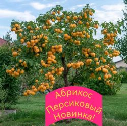 Абрикос Персиковый