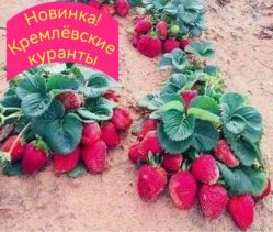 Земляника Кремлёвские куранты (10шт)