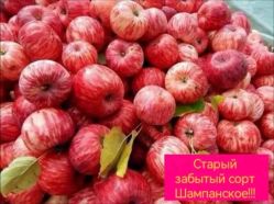 Яблоня Шампанское