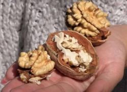 Орех грецкий Буковинская бомба