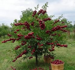 Вишня кустовая Рондо