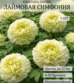 Пион Лаймовая Симфония