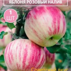 Рододендрон Канадский белый (White/Album, Уайт/Албум)