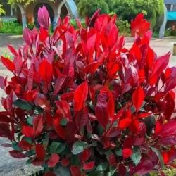 Фотиния Фразера «Ред Робин» (Photinia × fraseri 'Red Robin')