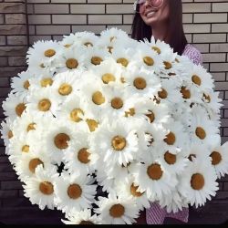Пион Роси Плена
