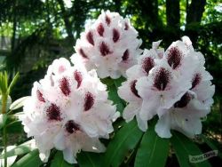 Рододендрон гибридный Кальсап (Rhododendron Calsap)