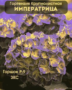 Гортензия крупнолистная «Императрица»