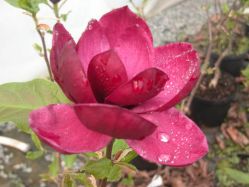 Магнолия Джени (Magnolia Genie)