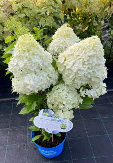 Гортензия метельчатая Bloomulus Fluffa (Флуффа)