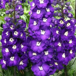 Дельфиниум Пурпл Пэшн (Purple Passion)